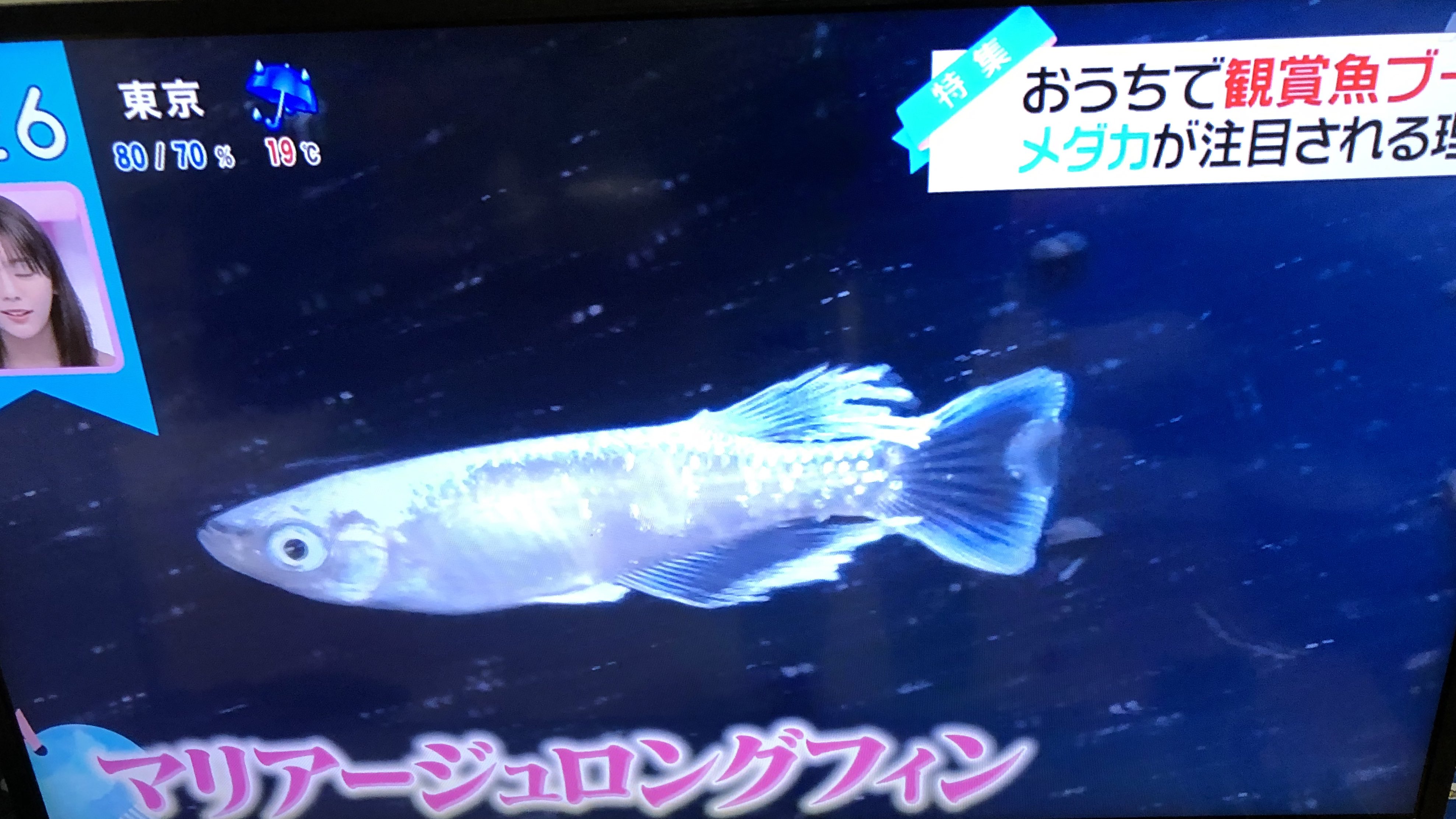 こなたぬ 水草 Zip 水槽特集じゃないかぁ お子可愛いけど水槽設置サービスはたけぇぇぇ メダカは0円から始められる お手軽だ って話してたはずなのにwww お高メダカ映しながら 100均の容器とメダカ合わせて0円 始められるって言うのは メダカ屋