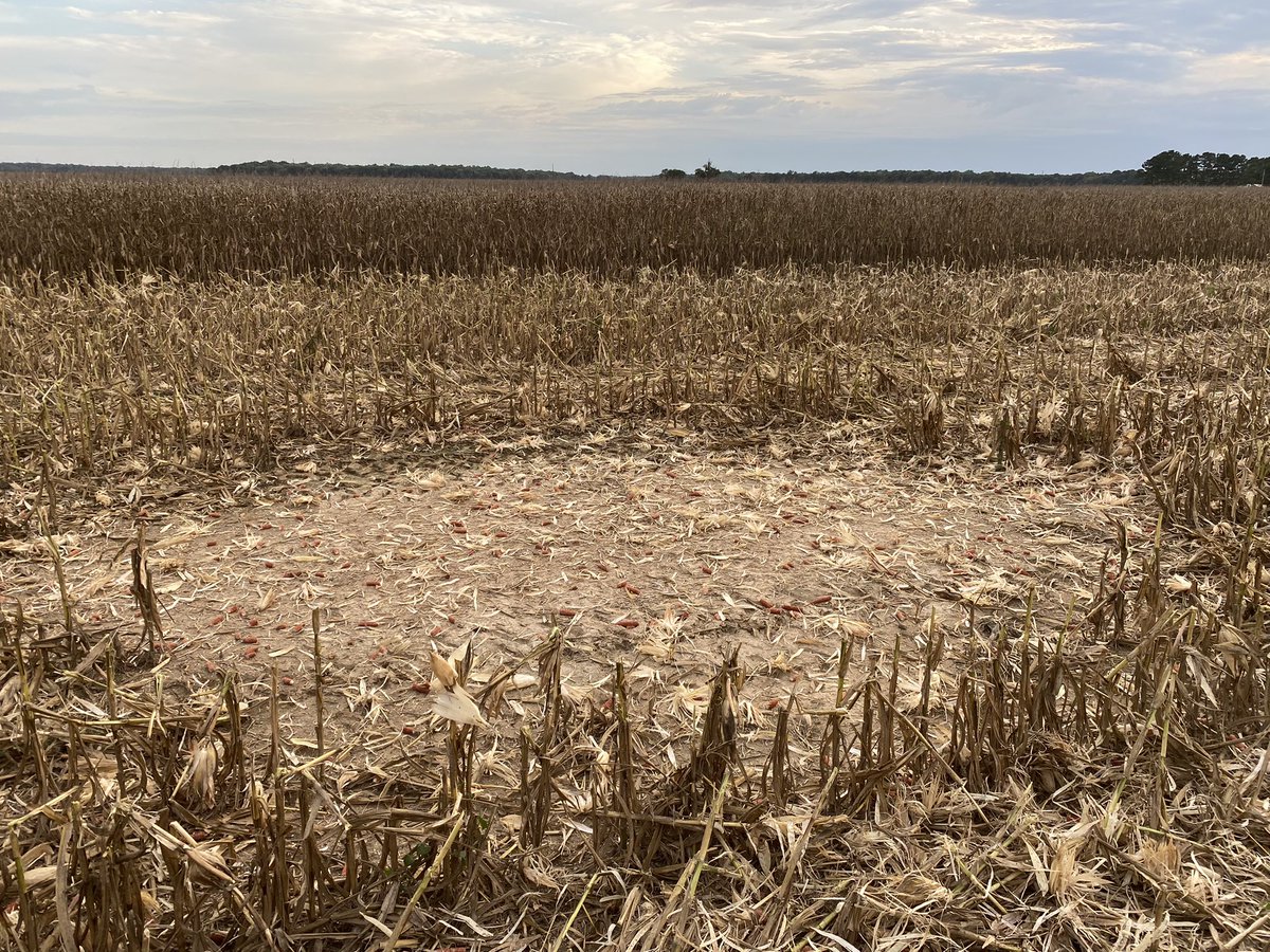 In one of our corn fields - lightning??