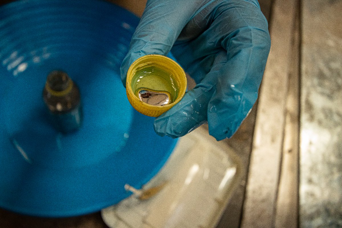 La minería artesanal y de pequeña escala aporta entre el 15%-20% de oro que exporta el país 🇵🇪

Hace 8 años Perú suscribió la firma del Convenio de #Minamata, que promueve prácticas innovadoras y responsables para una minería libre de mercurio ➡️ bit.ly/3ABv8er