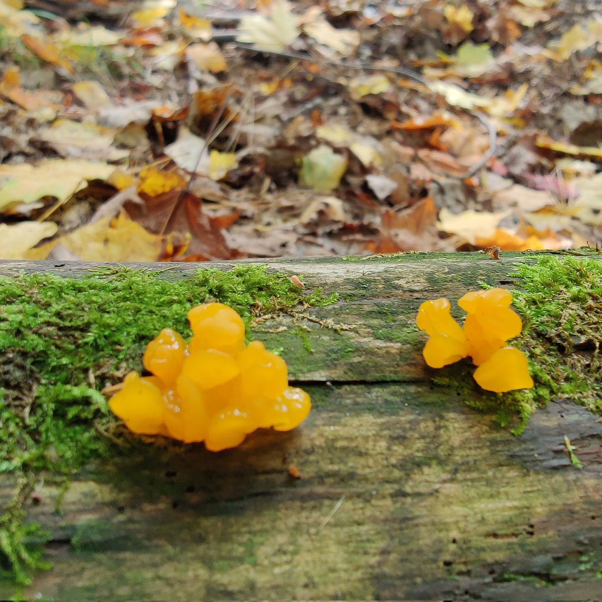 JuanitaBorland's tweet photo. A walk in the woods quiets your soul #lookingforfungi #jellyfungi #orange #moss #fallenlogs #woods #leaves #autumn #thankful #solitude #farmerswife https://t.co/XRGHbyTtZv