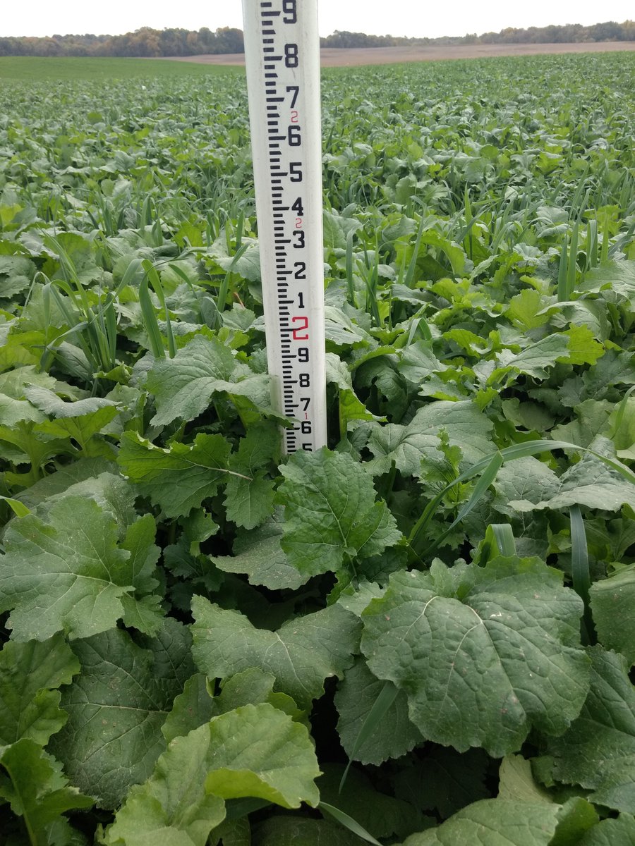 ScottSwcd's tweet image. Good growth on these cover crops planted Labor Day weekend!