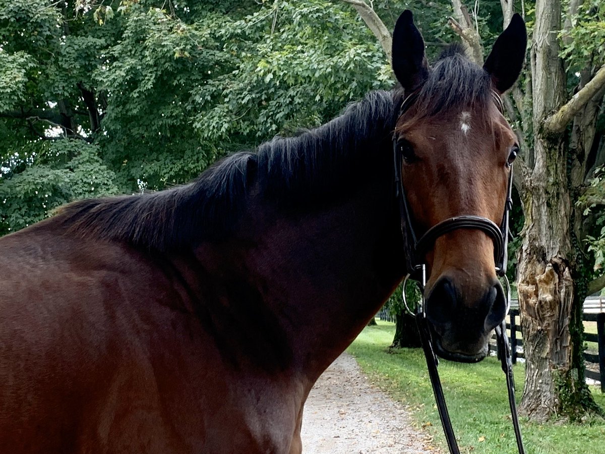 CANTER Kentucky tweet media