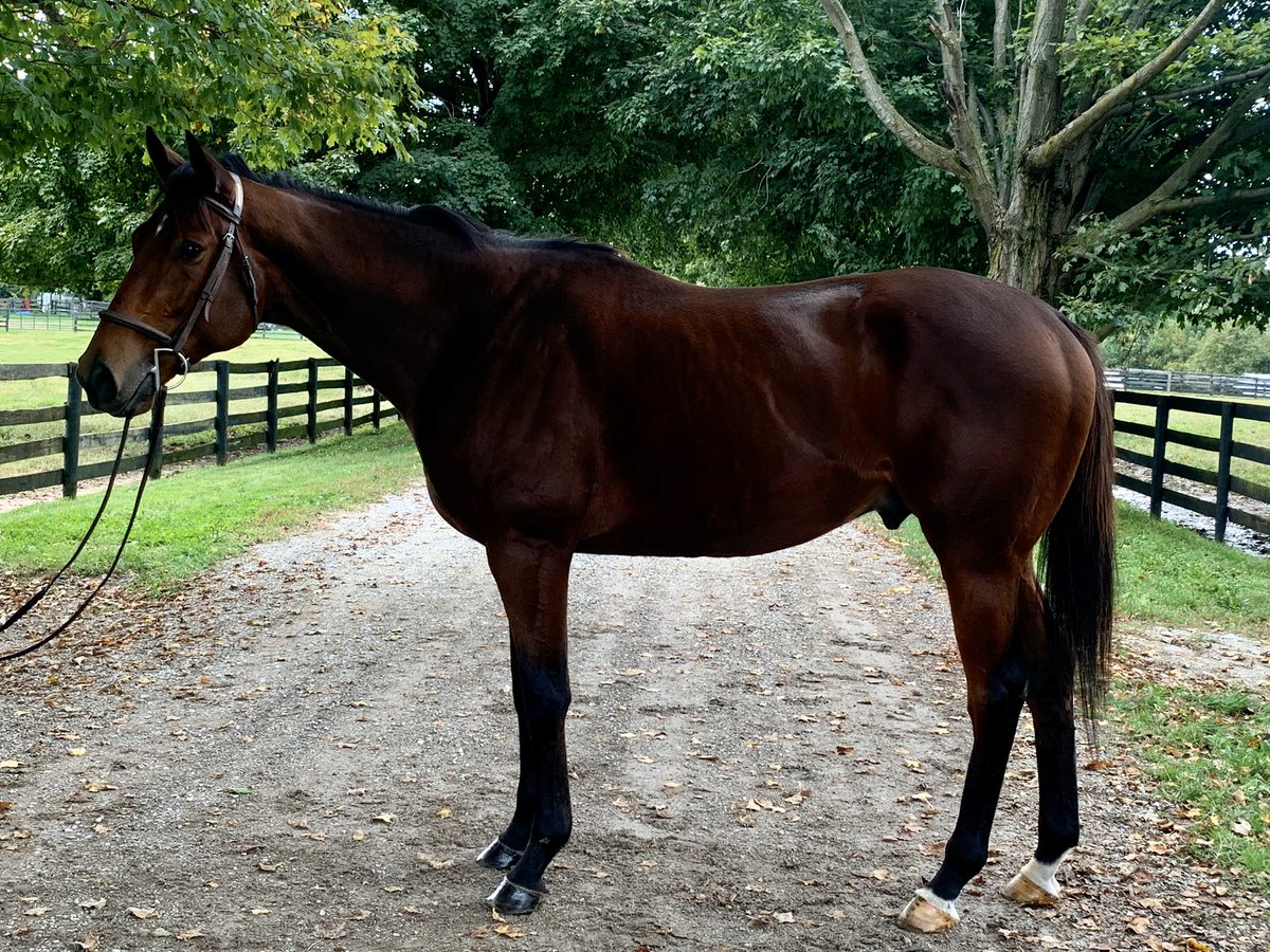 CANTER Kentucky tweet media