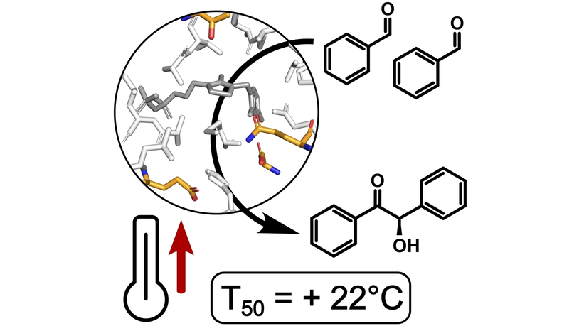 Modeling-Assisted Design of Thermostable Benzaldehyde Lyases from Rhodococcus erythropolis for Continuous Production of alpha-Hydroxy Ketones (Rabe) <a href="/NiemeyerLab/">Niemeyer-Lab</a> <a href="/RabeKersten/">Kersten Rabe</a> #OpenAccess onlinelibrary.wiley.com/doi/10.1002/cb…