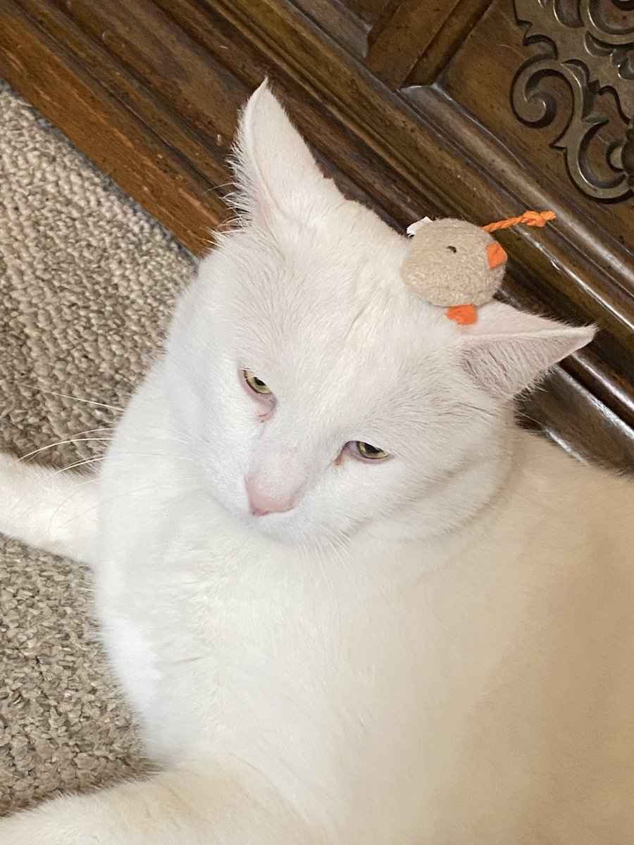 tricia62673's tweet photo. #pets #CatsOfTwitter #CatsOnTwitter #cats #wth 😆😂😹😸😻 https://t.co/TpcelrnhZU