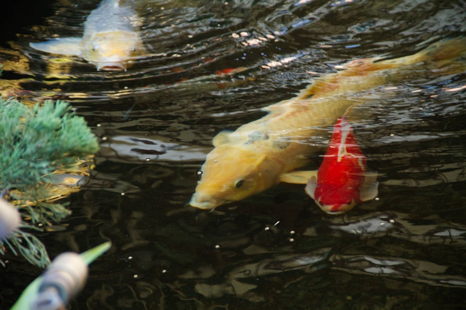 YamashiroLA's tweet photo. We need names:What should we name them? #YamashiroHollywood #YamashiroRestaurant #Yamashiro #DateLocation #Koi https://t.co/w4uisTbwLV