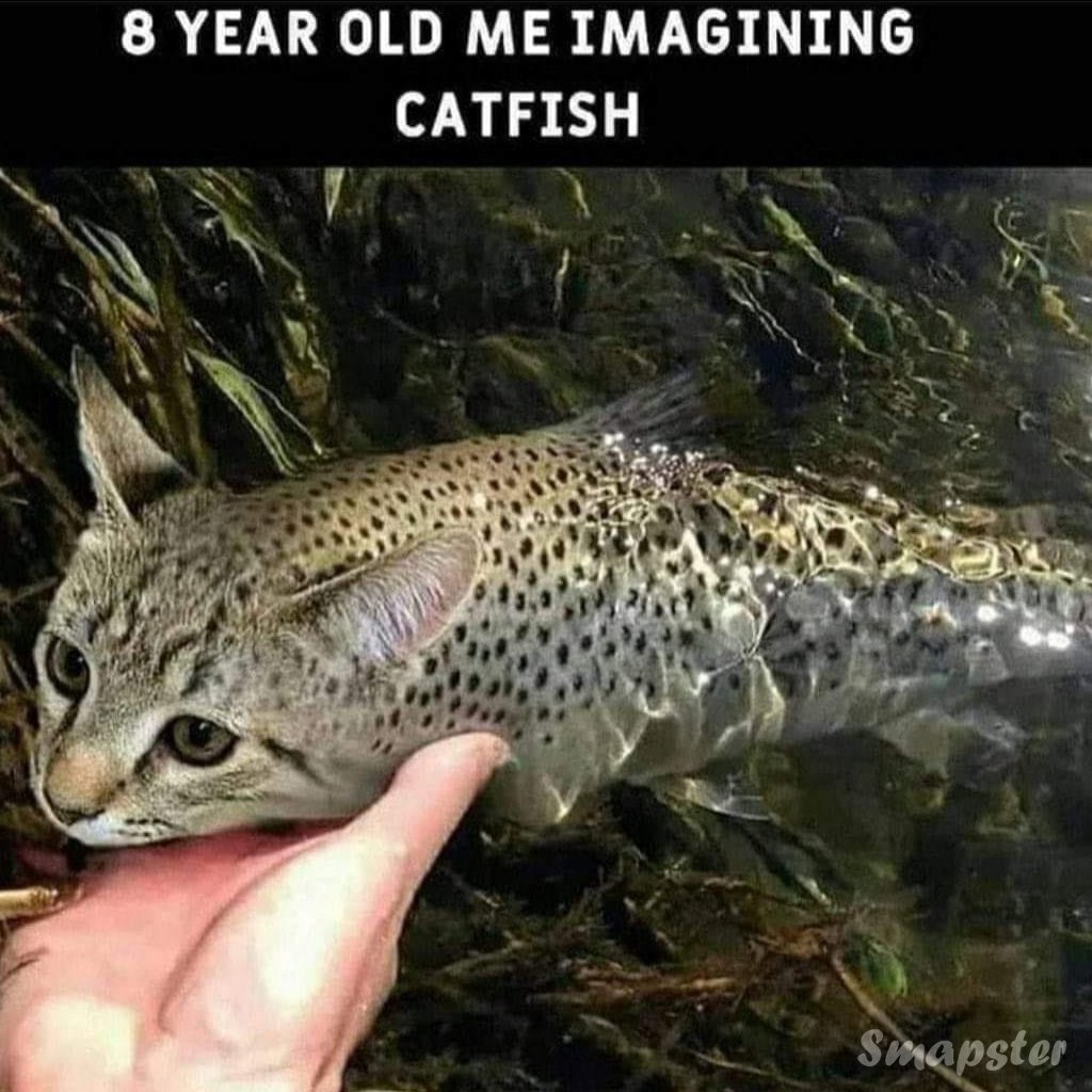 Smapster_'s tweet photo. For #Cat Lovers 😍🐱🐟
#Smapster #SmapsterHighlights
#catfish #catfishing #fishingaddict #fishingfun #fish
#Fisherman #fishes #fishingtime #fishing #fishingseason
#cats #catsofworld #catsrule #catsfollowers
#catsagram #cats_of_instagram #catloversclub #catmemes #catphotography https://t.co/hxH3gAOtit