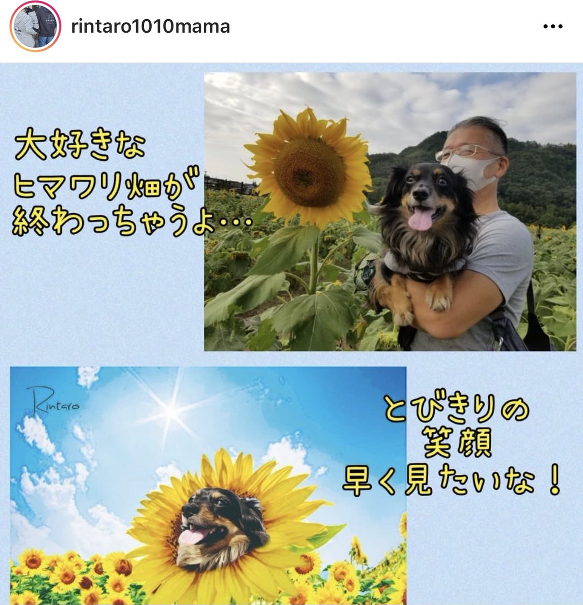 rintaro_maigo's tweet photo. #迷子犬 りんたろうくんを探しています！
・2/16 福岡県筑紫野市で失踪
・チワワとダックスのミックス

#迷い犬 #トリミング #動物病院 #ドッグサロン #チワックス #筑紫野 #二日市  #朝倉街道 #小郡 #太宰府 #大野城 #筑前町   #春日市 #博多 #迷子 #鳥栖 #基山 #那珂川  #久留�� #佐賀 #熊本 #大分 https://t.co/sklRH4tA5w