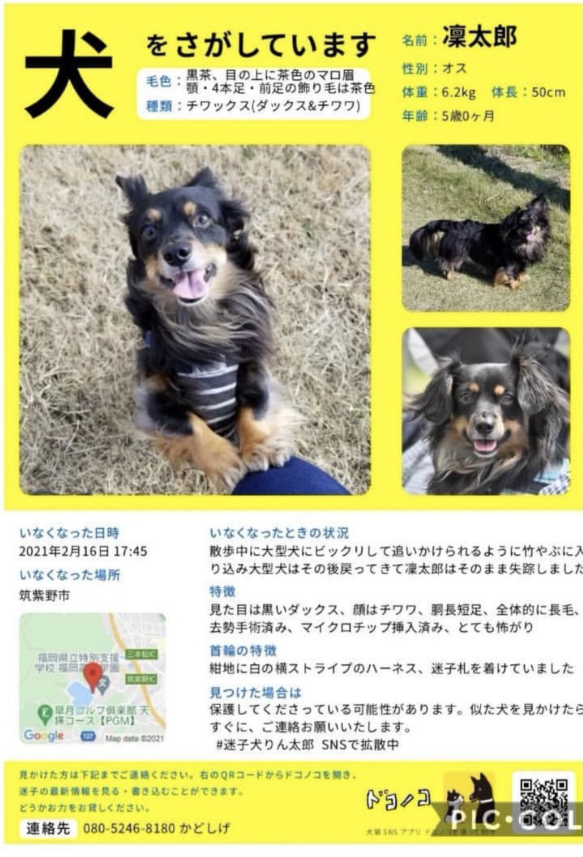 rintaro_maigo's tweet photo. #迷子犬 りんたろうくんを探しています！
・2/16 福岡県筑紫野市で失踪
・チワワとダックスのミックス

#迷い犬 #トリミング #動物病院 #ドッグサロン #チワックス #筑紫野 #二日市  #朝倉街道 #小郡 #太宰府 #大野城 #筑前町   #春日市 #博多 #迷子 #鳥栖 #基山 #那珂川  #久留�� #佐賀 #熊本 #大分 https://t.co/sklRH4tA5w