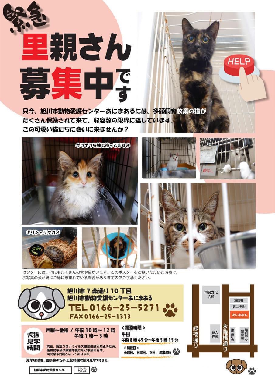 キジトラチビ太 旭川動物保護施設 Lt あにまある Gt 猫の収容数がひっ迫しています 猫の多頭飼育崩壊の家から猫たちがまた来る予定です 猫たちにはなんの罪もありません 旭川 旭川市 あにまある 猫里親募集 旭川猫 里親募集中 T Co キジトラチビ太 旭川動物保護施設 Lt あにまある Gt 猫の収容数がひっ迫しています 猫の多頭飼育崩壊の家から猫たちがまた来る予定です 猫たちにはなんの罪もありません 旭川 旭川市 あにまある 猫里親募集 旭川猫 里親募集中 T Co
