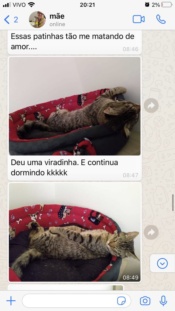 cryrwolf's tweet photo. fiquei fora por um dia e minha mãe se ofereceu pra ficar no meu apartamento com o tofu (nunca vi uma pessoa mais feliz)) segue as mensagens q ela me mandou https://t.co/MV5ZrFyN9c
