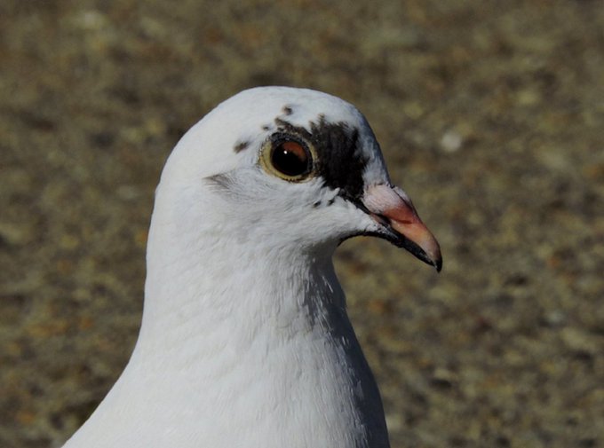 a_london_pigeon's tweet image. #mugshot #New_York_City #September2016 
📷  Kevi @KkevVY