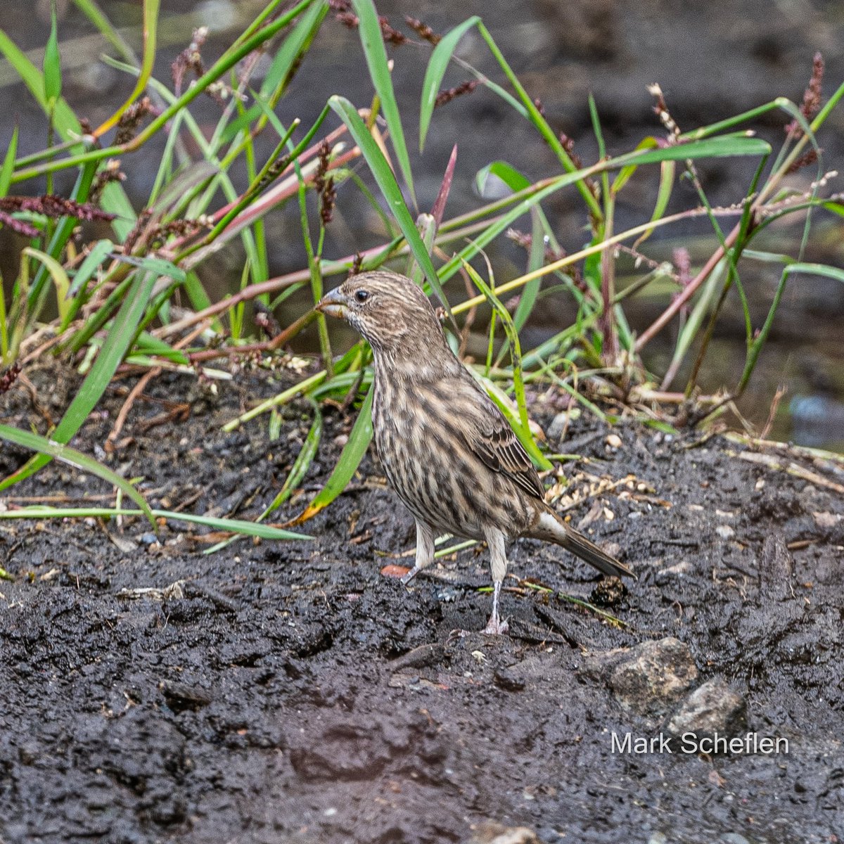 House Finch, at the waterhole, Compost area, Central Park, NYC @Britnatureguide @BirdCentralPark #birdwatching #birdphotography #BirdTwitter #birdmigration #birds #nikonphotography #Nikon #nikonlens #NaturePhotography #naturetherapy #bcp
