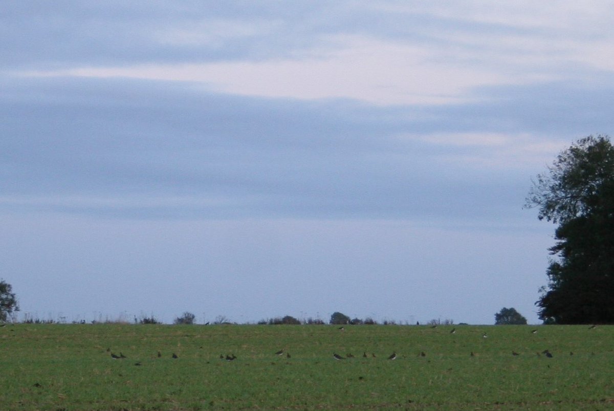 greenbeltsal's tweet photo. Fantastic flock of #Lapwing #Plover #Peewits 
@Farmland_Nature @YorksWildlife 
#WoldsWildlife 
@YorkBirding 
@BirdingDad 
@Duncbye https://t.co/agh7ySDUZo
