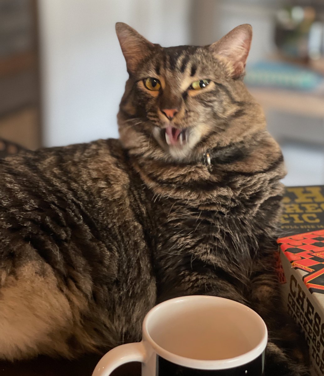 HarmonyUsInc's tweet photo. @ld_nicotera @UnitedSpaceCats #shoggath says this cat is a fierce warrior! #PetCabal #KeepHumansHome #CatsOfTwitter https://t.co/g3YlaS7EPJ