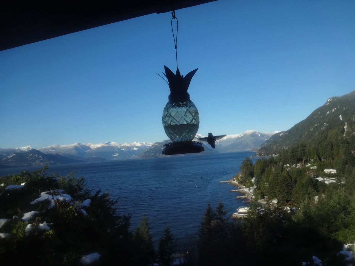 rodneybaker's tweet photo. I'm reading The Genius of Birds by Jennifer Ackerman. So interesting. I have three bird feeders. #writerscommunity https://t.co/IKj7SGGkIy