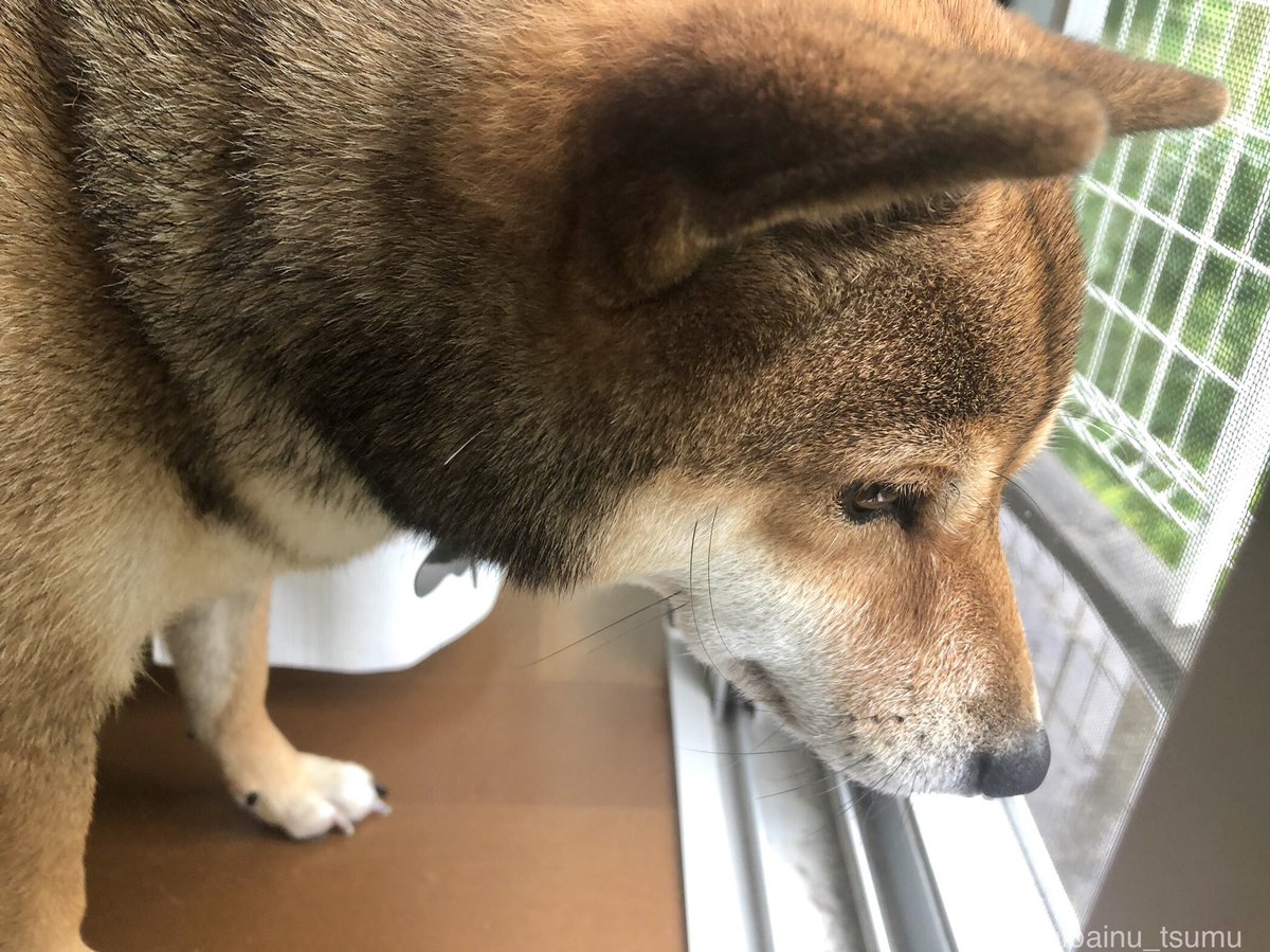 和み犬 柴犬つむ Shibainu Tsumu Twitter