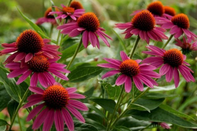 アルビオン Albion 公式 おはようございます 今日の誕生花は エキナセア 花言葉は 優しさ 深い愛 です 北米原産のハーブとして 古くから北米の先住民族に薬としてなど広く役立てられてきたことから インディアンのハーブ とも呼ばれて