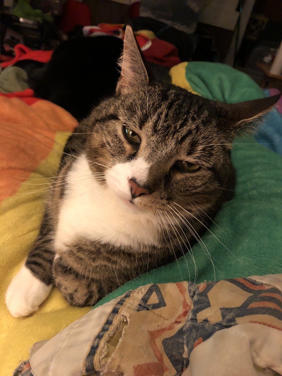 finn9198's tweet photo. “Father, please no more photos.” 

#gaymer #catdad #queernerd https://t.co/l83SlgnLlW