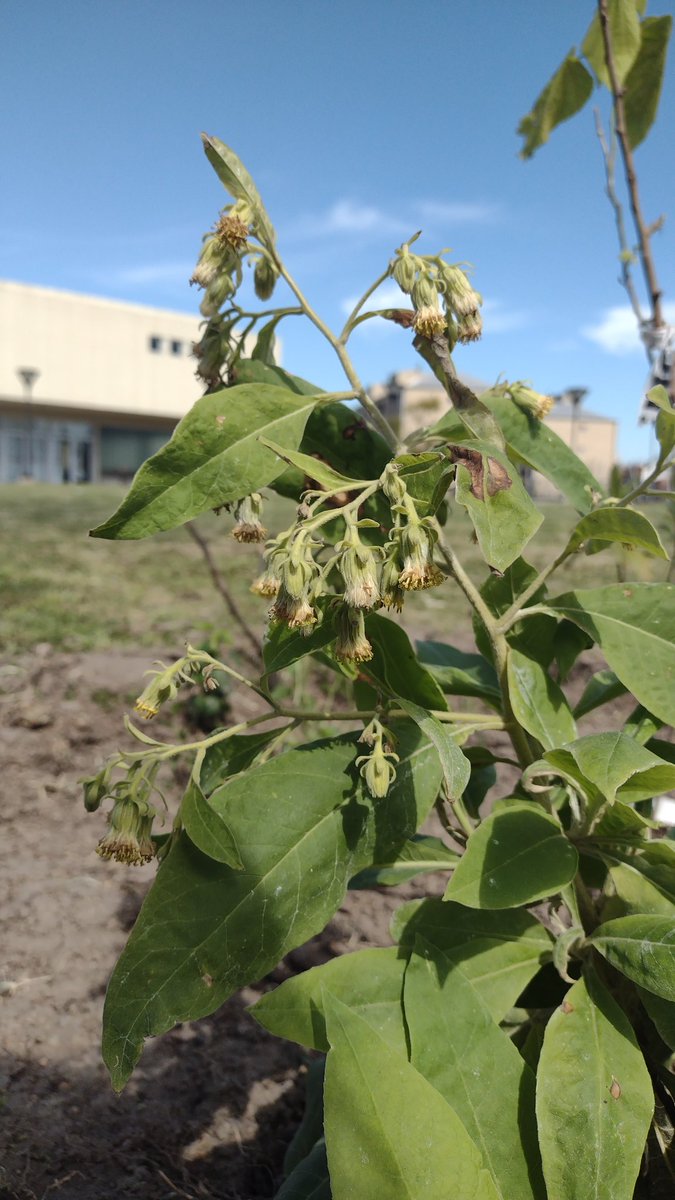 AtrBiologi's tweet photo. Tabaco de monte creciendo en el jardín de plantas nativas que construimos en la Escuela Media 05 de Villa Soldati.
Que lindo sería tener muchas nativas en los patios de las escuelas 🌿
Súmate a la bicicleteada del sábado 16/10 que organiza @cuencaenred1 

#bicixbio https://t.co/JCUAzNOzDt