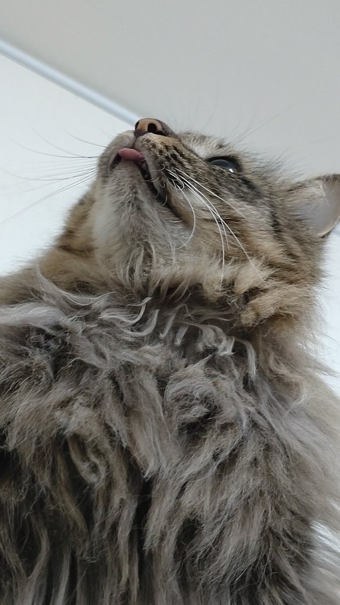 天井に蜘蛛 がいたけど 末っ子がずっと舌 出しながら目で追ってた 理人 のイラスト