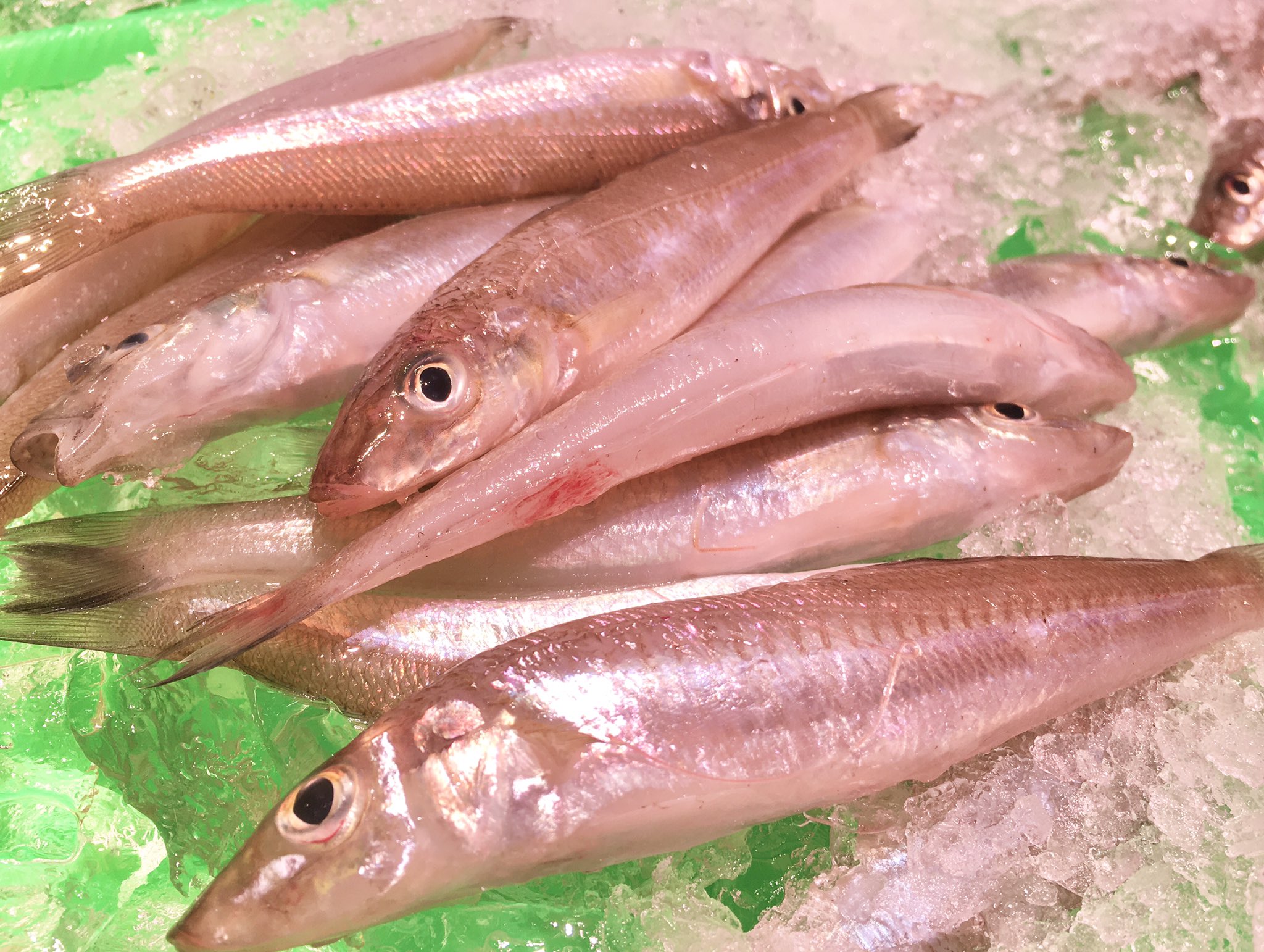 魚太郎 本店 かご盛り鮮魚 地物 白キス 夢カサゴ メヒカリ 白ムツ アカシャエビ キンシロウエビ ニギス 小アジ ムキサバフグ 他には秋刀魚 刺身でも食べれる新鮮なシロギスを 天ぷらで贅沢に 魚太郎入荷情報 鮮度にこだわる魚屋 T Co 魚太郎 本店 かご盛り鮮魚 地物 白キス 夢カサゴ メヒカリ 白ムツ アカシャエビ キンシロウエビ ニギス 小アジ ムキサバフグ 他には秋刀魚 刺身でも食べれる新鮮なシロギスを 天ぷらで贅沢に 魚太郎入荷情報 鮮度にこだわる魚屋 T Co