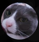 artlisa84's tweet photo. #TheBestTweets my cranky cat 🤣🤣🤣 https://t.co/PyqK92baDl