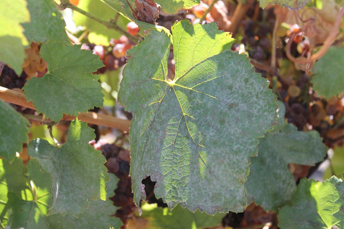 An agrochemical update has just gone out on using sulfur to protect vines from powdery mildew, particularly in cool conditions. Read it here: ow.ly/cWG650Gqq4J or subscribe for future posts: ow.ly/e01w50Gqq4I. Thanks @SA_PIRSA and @vitibit for their contributions.