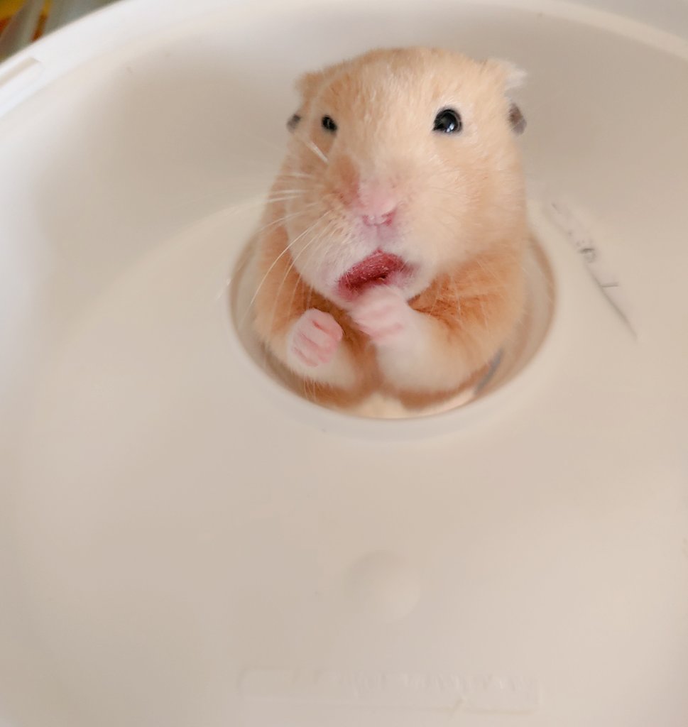 2才𓃟 2才 変顔ver キンクマハムスター ハムスターのいる暮らし ハムスターのいる生活 ハムスターのいる日常 キンクマ ハムスター T Co Pr2oerhkko Twitter