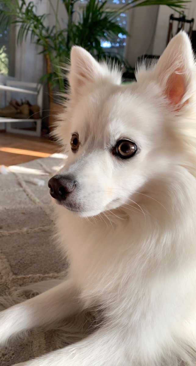 TheDiqueClique's tweet photo. #DogsOfTheDC https://t.co/4ws5kdXDD7