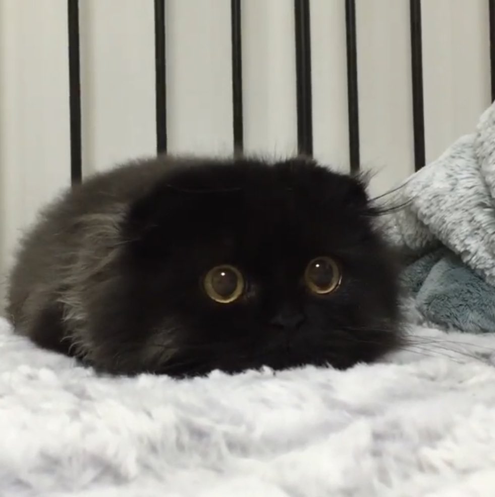 Шотландская вислоухая кошка черная пушистая
