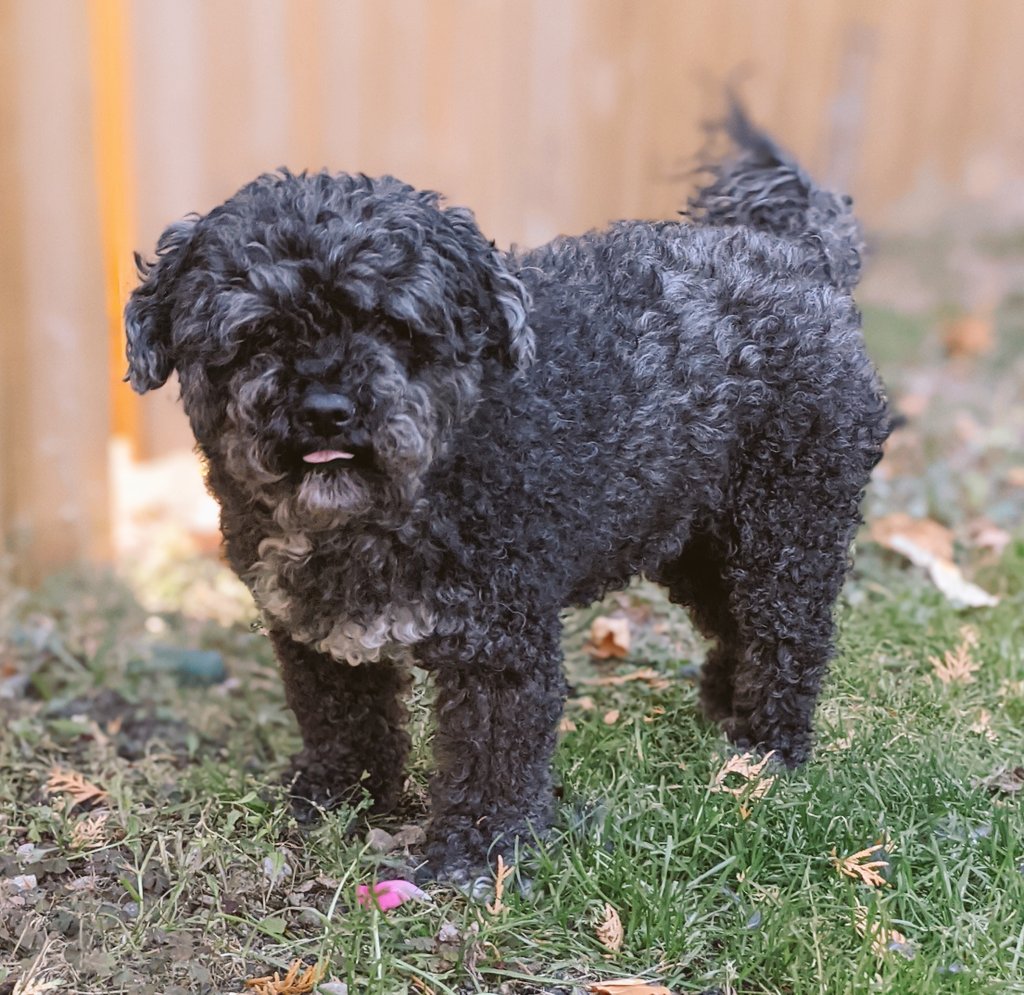 BaileyAndTheLa1's tweet photo. A little Bella blep for this crisp Tuesday evening. 😋
-
#dogs #dogsoftwitter #dogsofyxe #saskdogs #toughlife #shaggymonster #littlelambontheprairie #tongueouttuesday https://t.co/sK4tEwHlaL