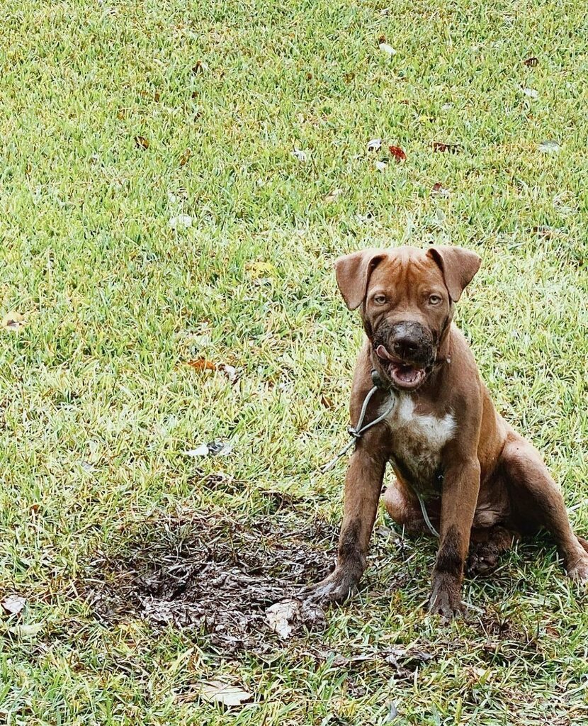 dogsofbham's tweet photo. sometimes ya just gotta get ya paws dirty 🐾

📷 @matthew.alan
#dogsofbham
#instagrambham
#bhamnow https://t.co/yknPpBSg1o https://t.co/5OIXeH1ZUE
