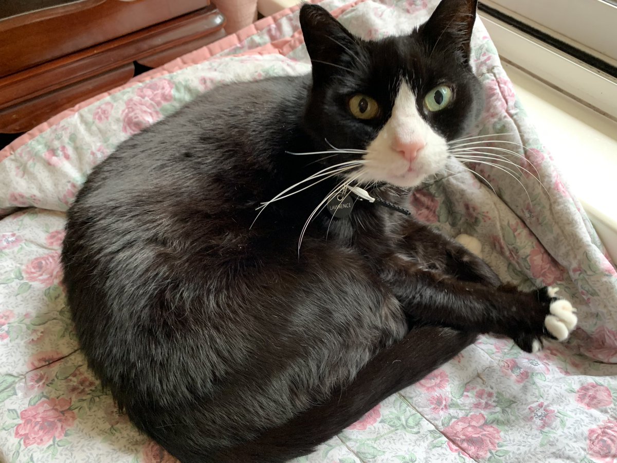 marcia_balzer's tweet photo. Lawrence the gentleman house cat is more interested in sleeping in his office bed than watching #SDU2021 #petsofSDU https://t.co/pQZ6DnHgYS