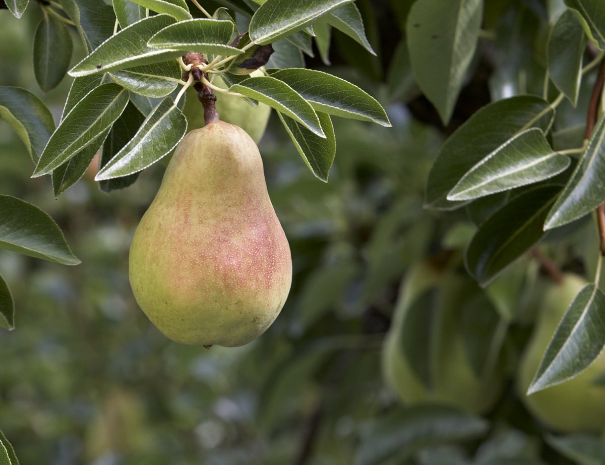 ChelanFresh's tweet photo. Did you know Bartlett pears turn golden yellow when ripe? #checktheneck 🍐 The season of pear harvest is upon us! @USAPears https://t.co/bkynf4J3ZR