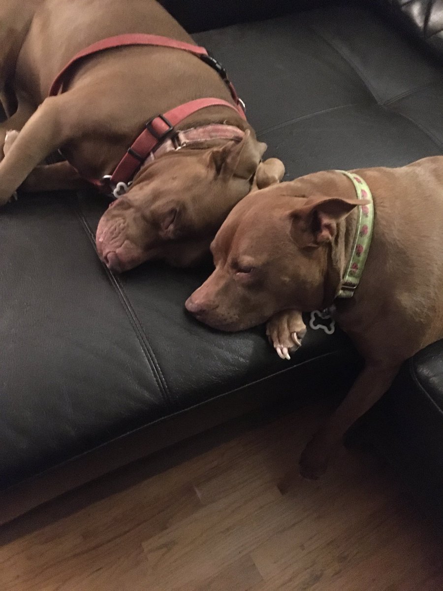 StoneCharlize's tweet photo. Pitties Bodhi and Charlie girl want you to know they’re really not what you may think … at all. #AdoptAPit #pitbulls #LoveAPit #AdoptDontShop #BreedersSuck$$$ https://t.co/gVVey0Ejrb