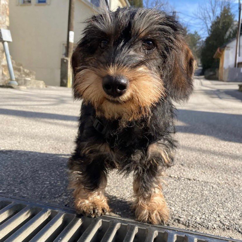 This is Lujzi. She smiles wherever she goes. Learned it usually makes others smile too. 14/10 that checks out