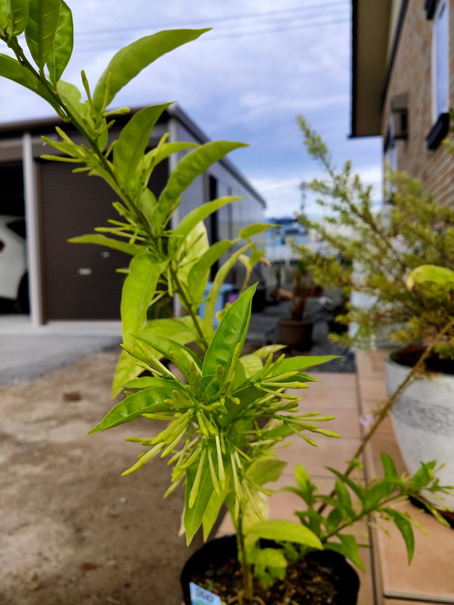 まい うずらとひじき 朝活 水やりして防虫作業 夜香木の花が咲きそうになってきた アザレアとウエストリンギアもよく咲いてる 茎ブロッコリーに太った青虫が付いてたので手でトールしてさよならした ガーデンマムすごく可愛くてホッコリしますわ