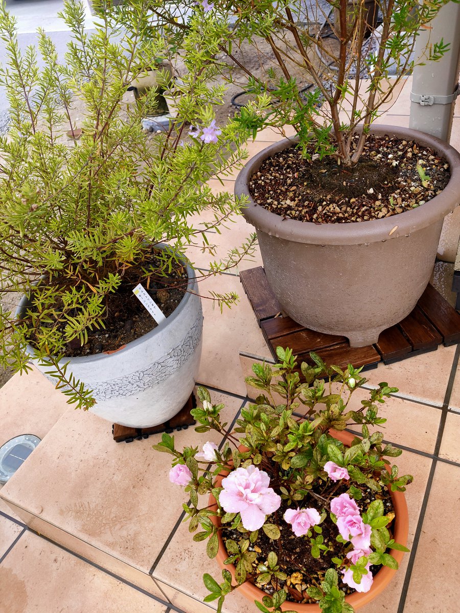 まい うずらとひじき 朝活 水やりして防虫作業 夜香木の花が咲きそうになってきた アザレアとウエストリンギアもよく咲いてる 茎ブロッコリーに太った青虫が付いてたので手でトールしてさよならした ガーデンマムすごく可愛くてホッコリしますわ