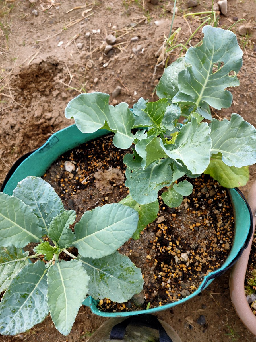 まい うずらとひじき 朝活 水やりして防虫作業 夜香木の花が咲きそうになってきた アザレアとウエストリンギアもよく咲いてる 茎ブロッコリーに太った青虫が付いてたので手でトールしてさよならした ガーデンマムすごく可愛くてホッコリしますわ