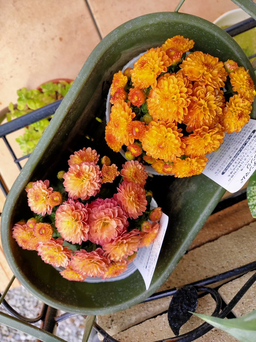 まい うずらとひじき 朝活 水やりして防虫作業 夜香木の花が咲きそうになってきた アザレアとウエストリンギアもよく咲いてる 茎ブロッコリーに太った青虫が付いてたので手でトールしてさよならした ガーデンマムすごく可愛くてホッコリしますわ