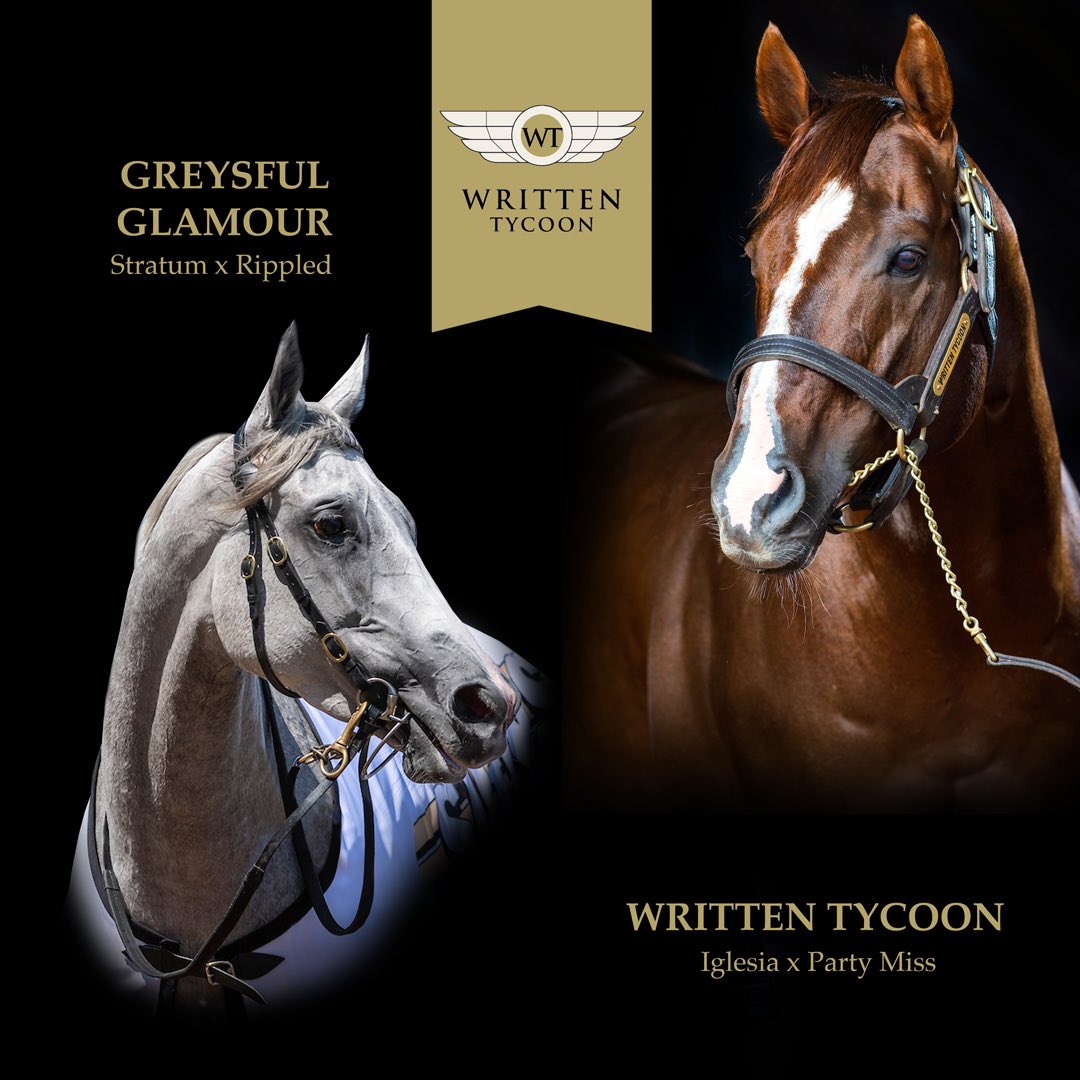 YulongInvest's tweet photo. ⚜️The majestic multiple Group-winning mare Greysful Glamour (Stratum x Rippled) has recorded a positive pregnancy to Australia's Champion Sire Written Tycoon. 

With their outstanding good looks, we can’t wait to see their progeny in years to come. 

#aworldofopportunity https://t.co/E95heWe9sr