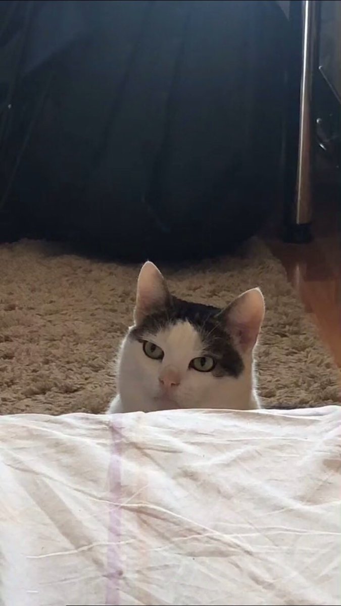 Dosogin's tweet photo. Этот кот которого я нашёл в Тик токе 
Характеризует мое состояние 
А ещё он все время осуждаем меня когда я захожу в телефон ) https://t.co/96qY6ZP6kZ