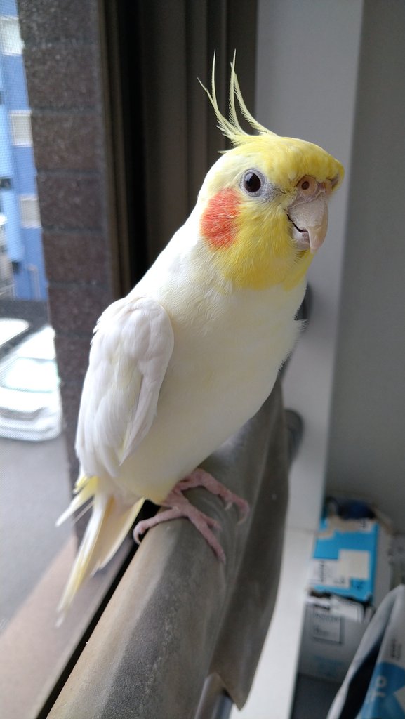 オカメインコ大百科 🐦 (@okamefan) / Posts / X