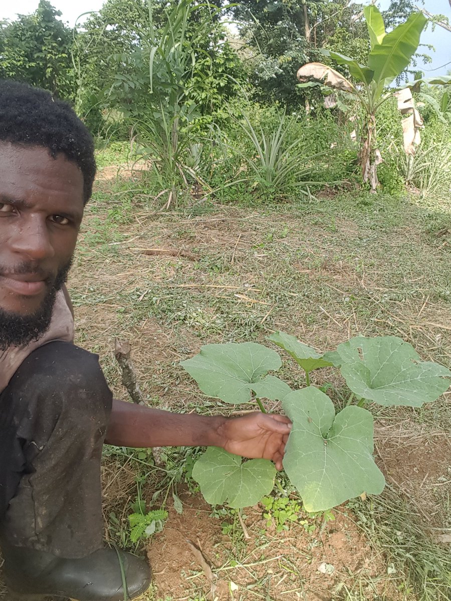 progress1962's tweet image. Yes pumkin coming up nice. By my swet I put food on the table for many. Just love doing what I do