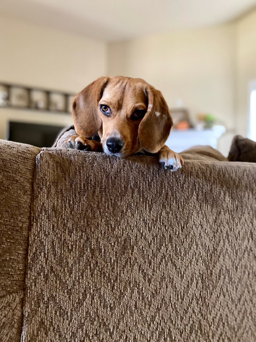 DoozyTheBeagle tweet picture