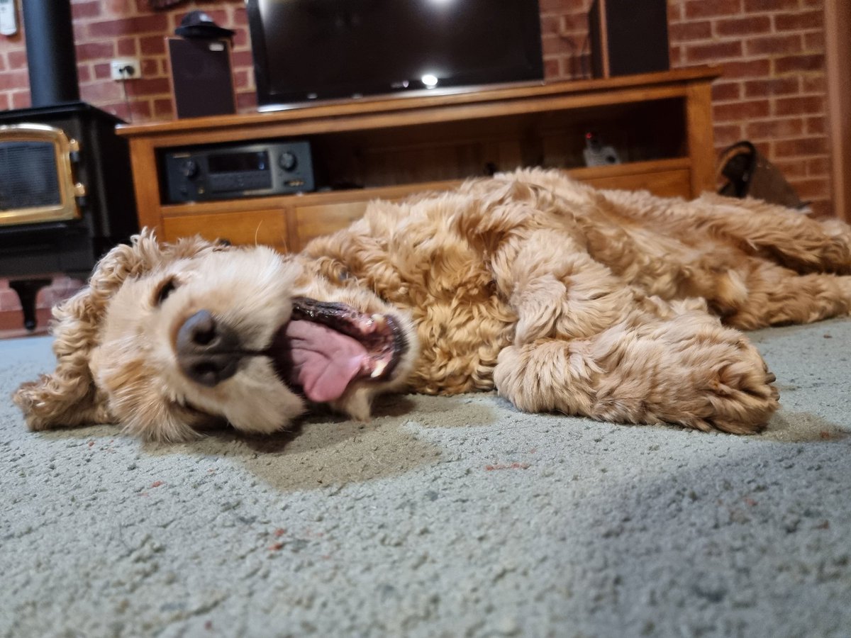 How about this restless teddy bear? Hardly content with me watching #SDU2021 and not playing...
#petsofSDU
<a href="/1hannahscott/">Hannah Scott</a> <a href="/JStone_247/">Dr Julia Stone</a> <a href="/cc_gupta/">Dr Charlotte Gupta</a> <a href="/asa_nest/">ASA NEST</a>