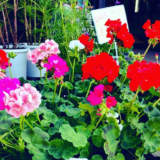 M S Lily エムズリリー Mslily Twitter