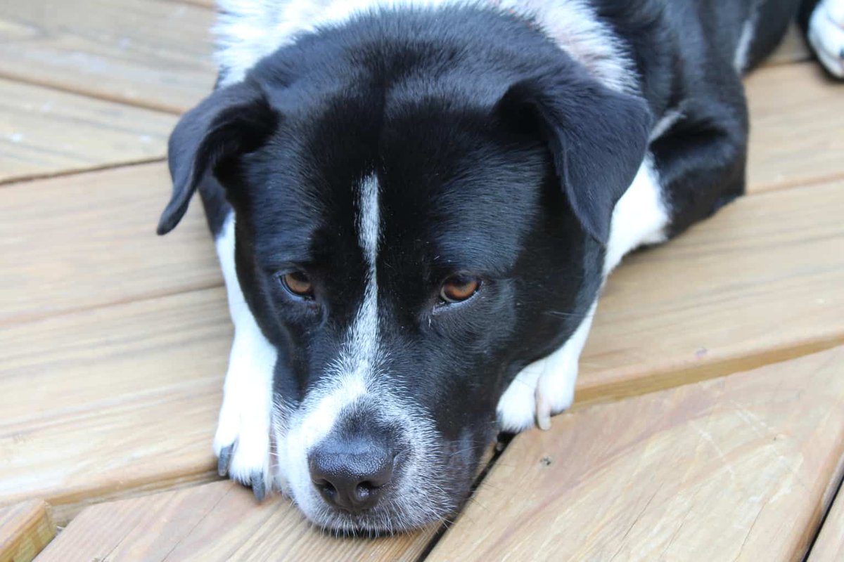 RealityMoms's tweet photo. My twenty-year-old son asked for a dog every year since he was two. I never had one as a kid, so I didn't realize how important it is to have a pet. via @cookwith5kids 
https://t.co/re3er1si54 https://t.co/fjyJ9zwltd