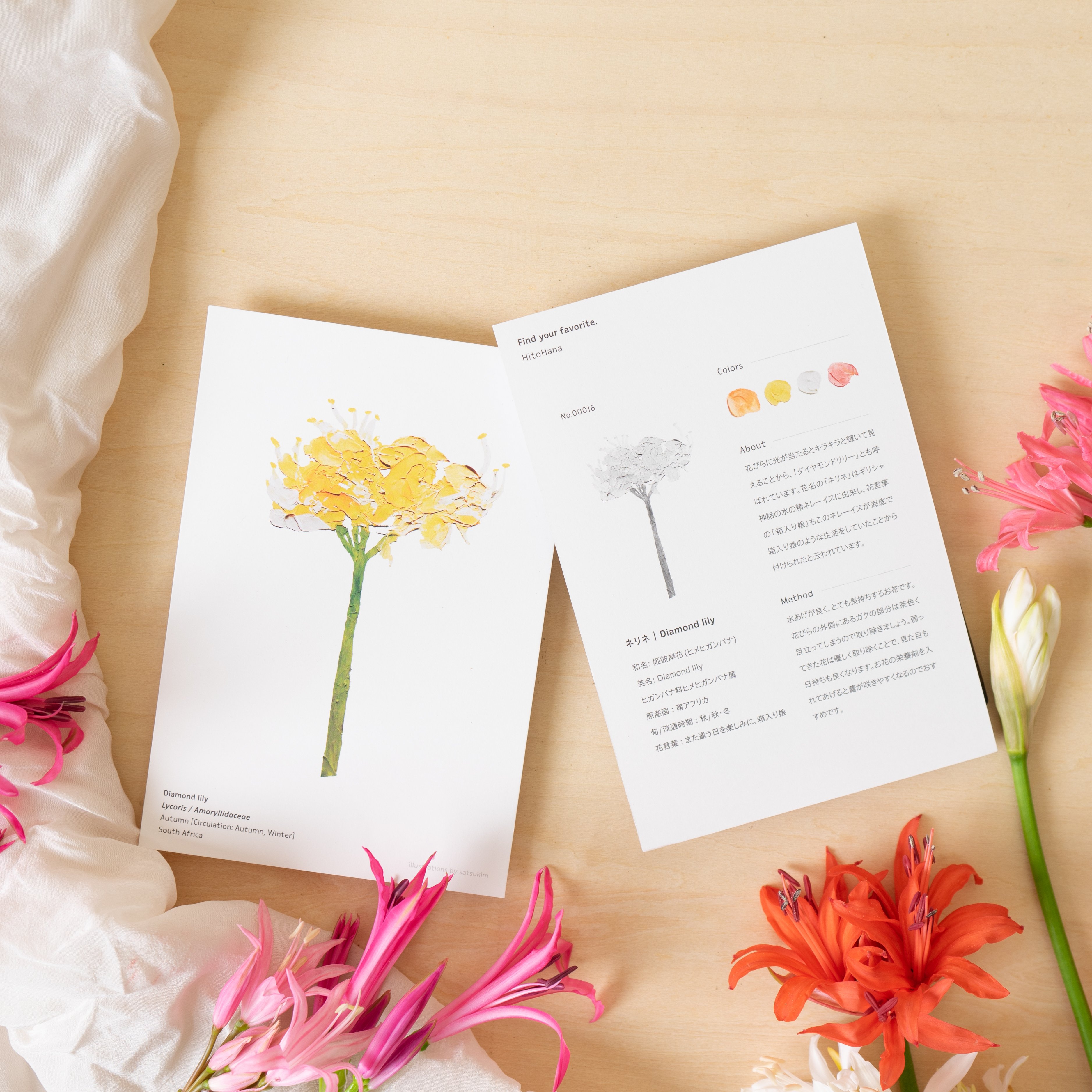 Hitohana ひとはな お花の定期便 花と植物のオンラインストア 今週のイラストカード ネリネ をお届け イラストは Satsukim12 さん 裏面には お花に関する豆知識やお手入れ方法も記載しておりますのであわせてご覧ください
